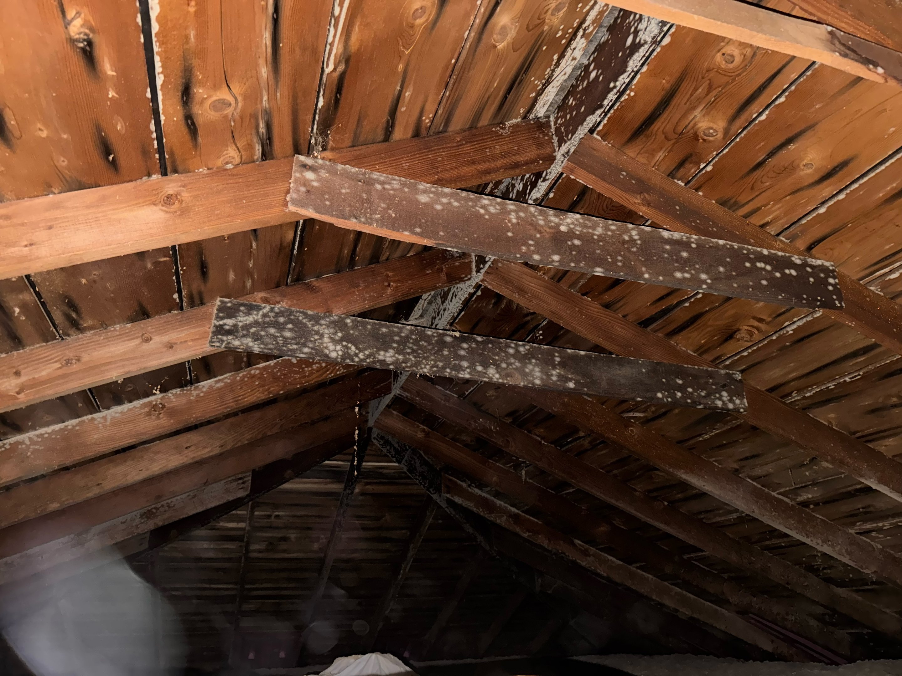 Mold cleaning services